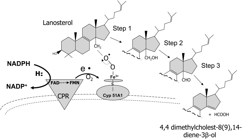 FIGURE 5