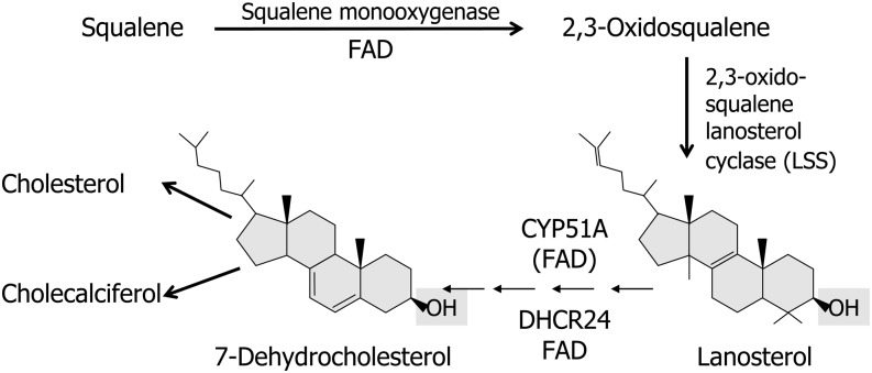 FIGURE 7