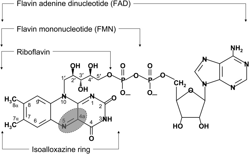 FIGURE 1