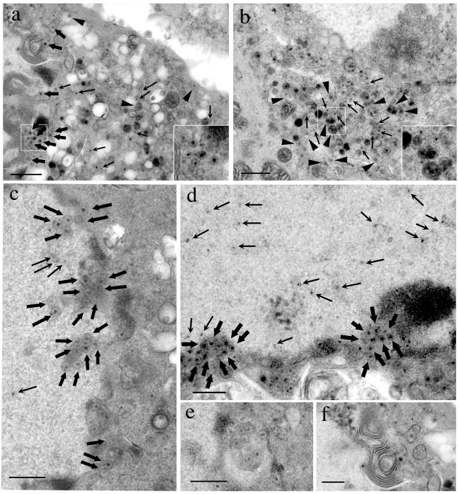 FIG. 7.