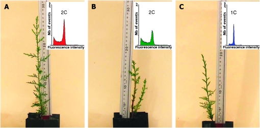 Figure 1.—