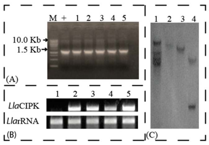 Figure 6