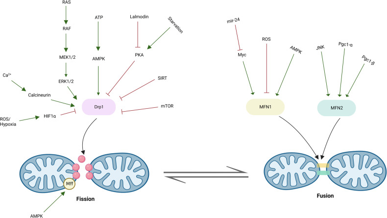 Fig. 2