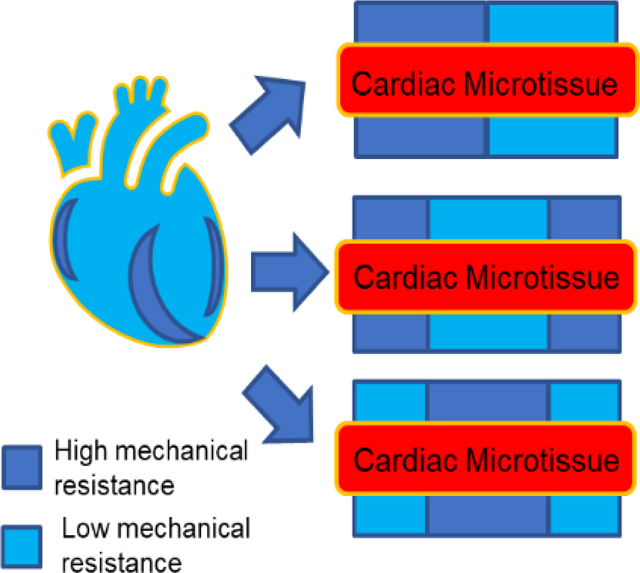 graphic file with name nihms-1574190-f0005.jpg