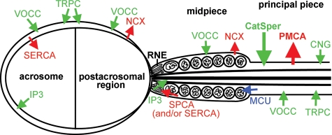 Figure 1