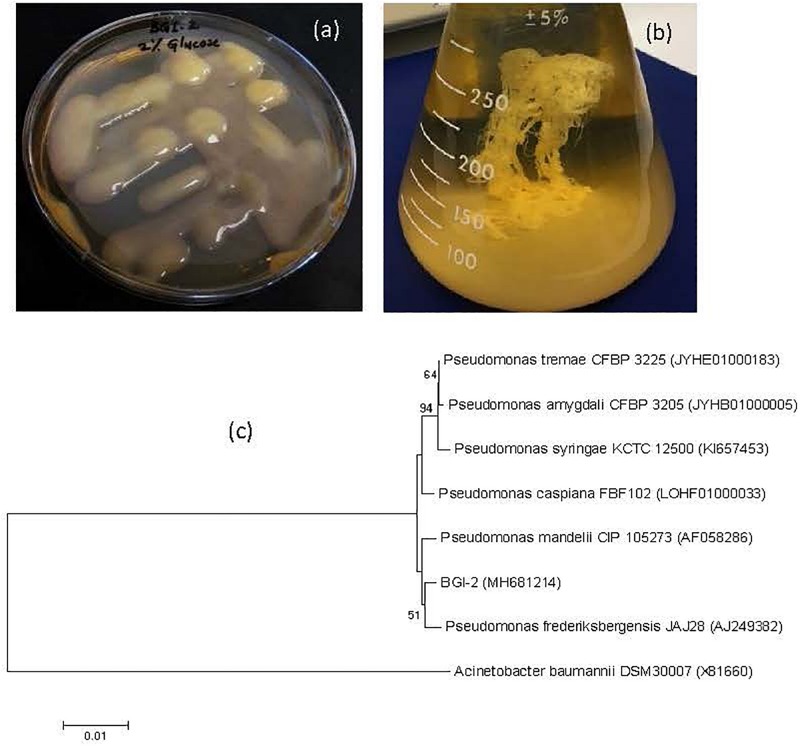 FIGURE 1