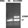 Figure 1—figure supplement 2.