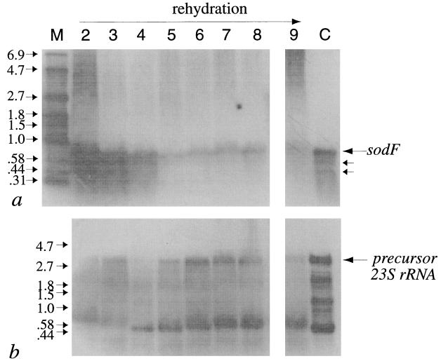 FIG. 5