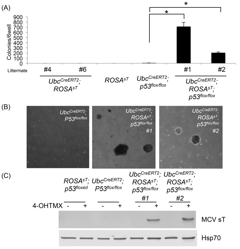 Fig 5