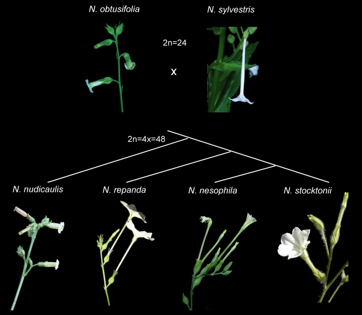 Fig. 1