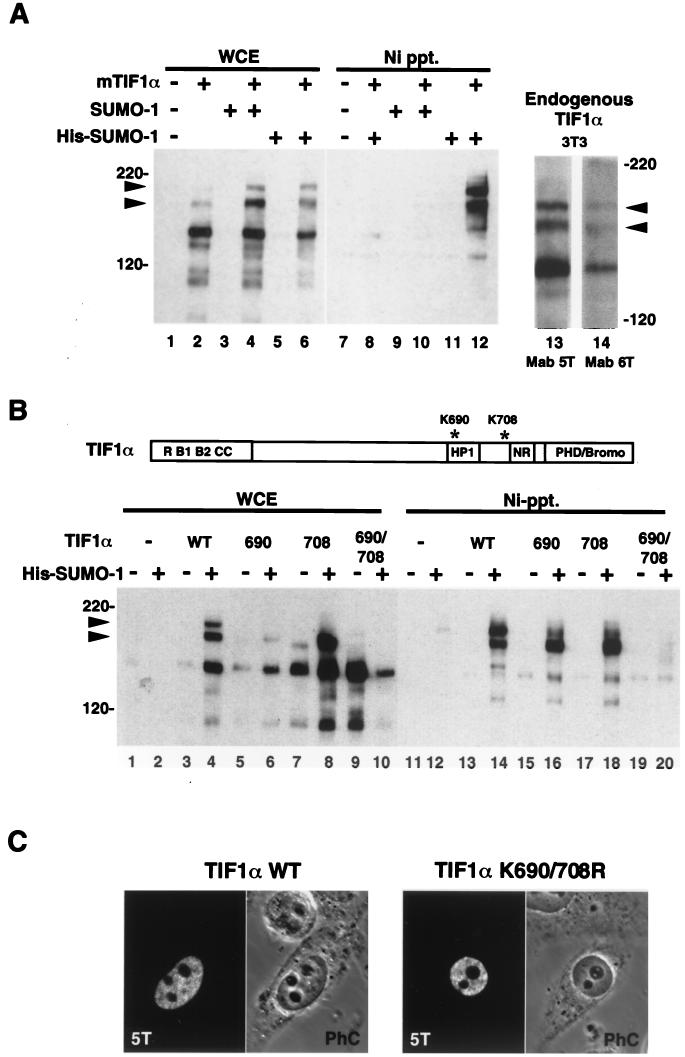 FIG. 5