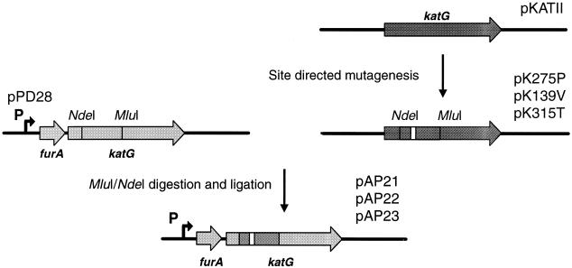 FIG. 1.