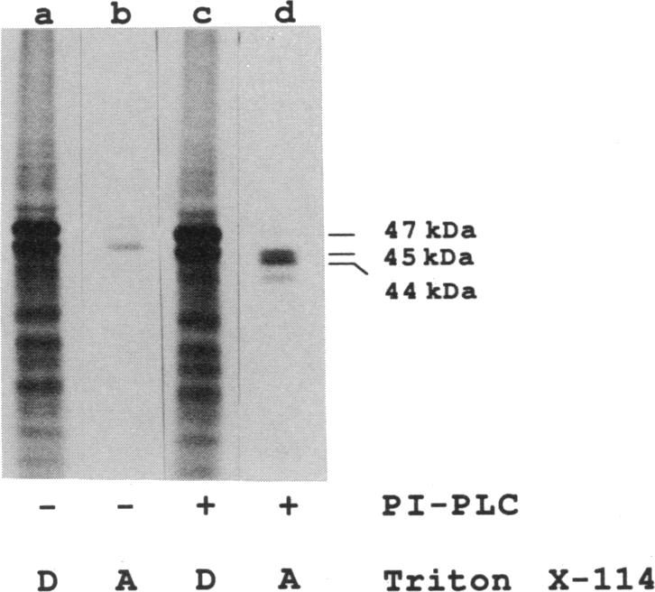 graphic file with name pnas00285-0040-a.jpg