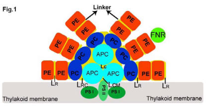 Fig 1