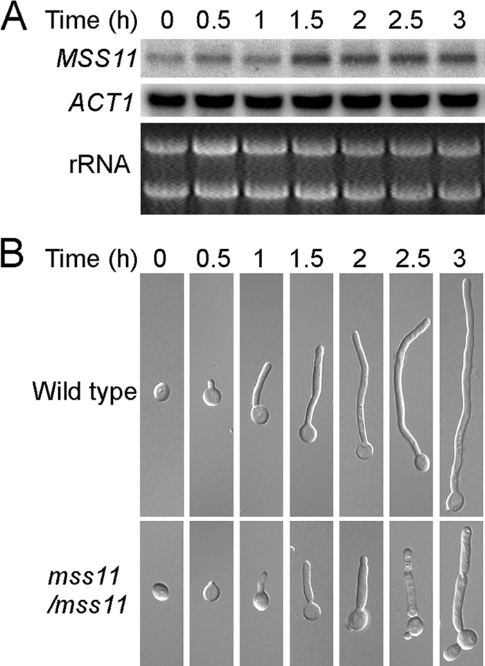 FIG. 4.