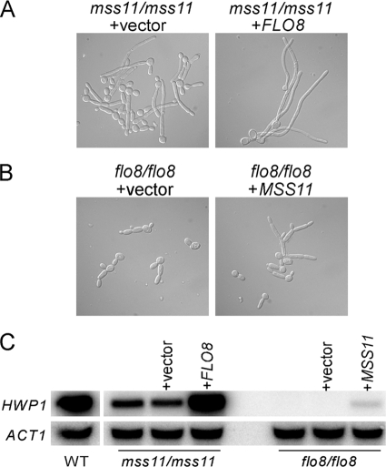 FIG. 8.