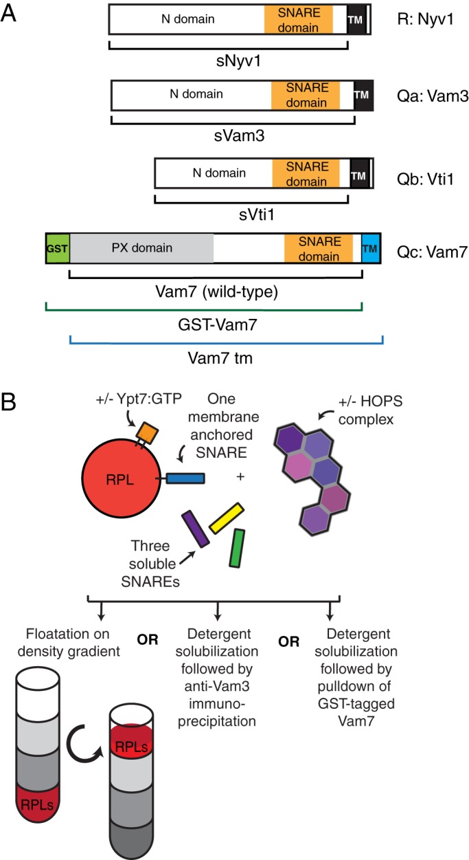 FIGURE 1: