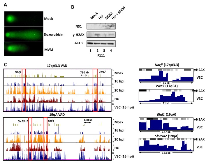 Figure 3—figure supplement 2.