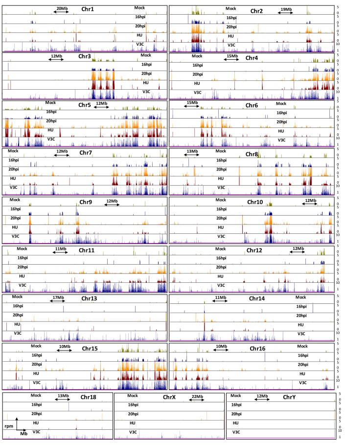 Figure 3—figure supplement 1.