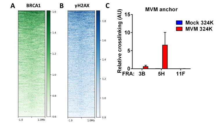 Figure 4—figure supplement 1.