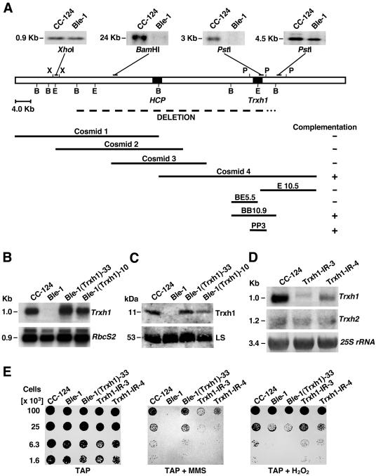 FIG. 2.