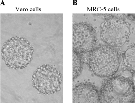 High Genetic Stability of Dengue Virus Propagated in MRC-5 Cells as ...