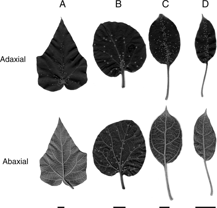 Fig. 5.