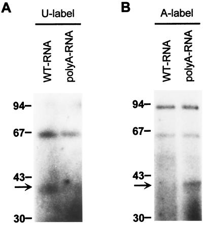 FIG. 6