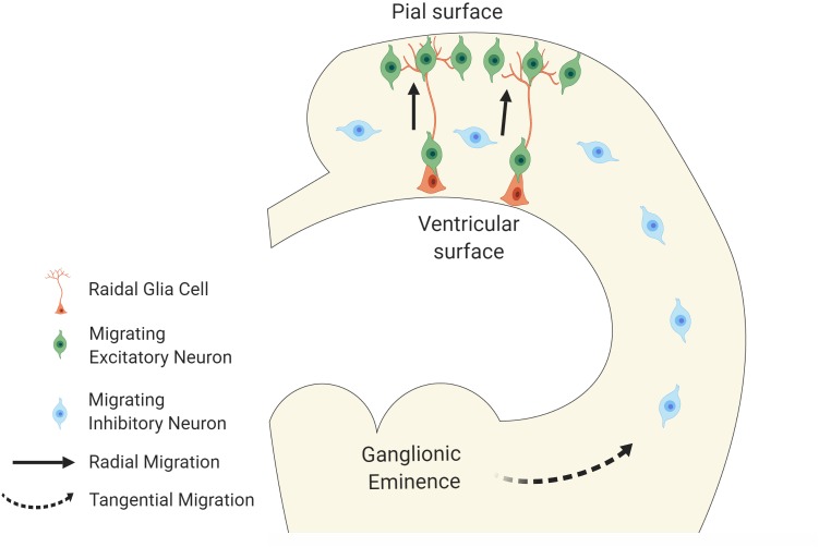 FIGURE 1