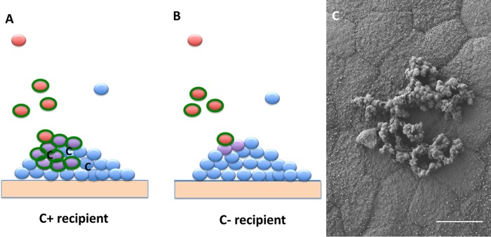 FIG 5