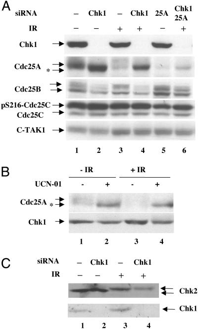 Fig 2.