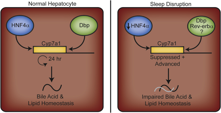 Figure 11