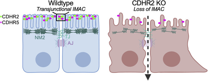 FIGURE 5: