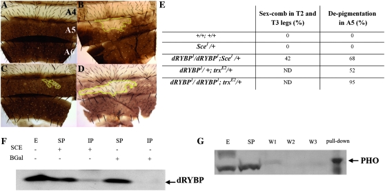 Figure 5.—