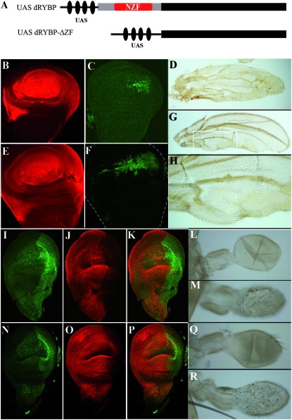 Figure 7.—