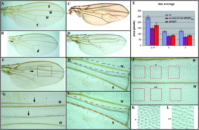 Figure 4.—