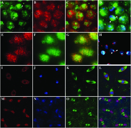 Figure 2.—