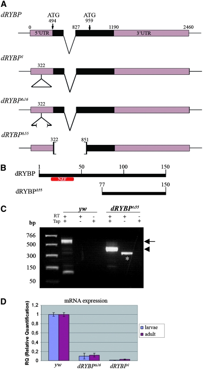 Figure 1.—