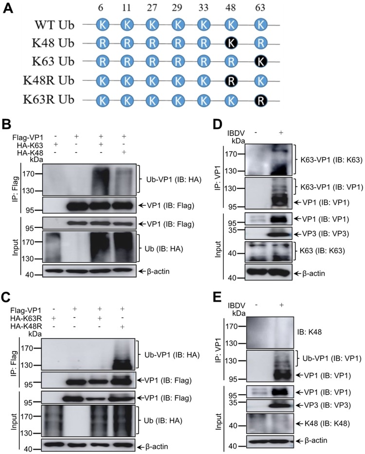 FIG 2