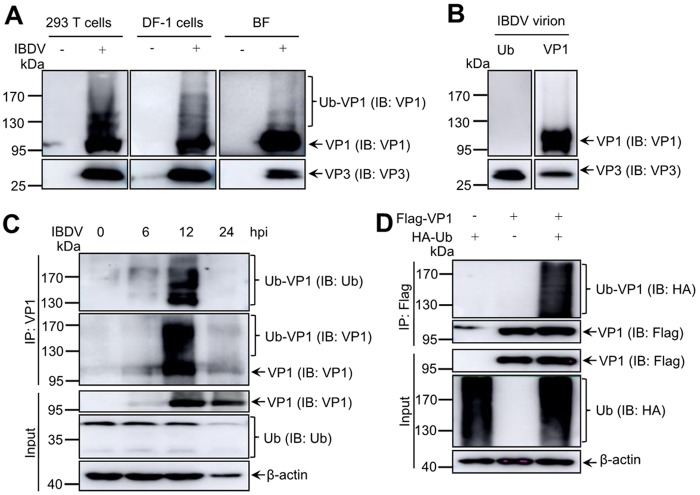 FIG 1