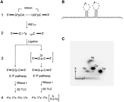 Figure 5.