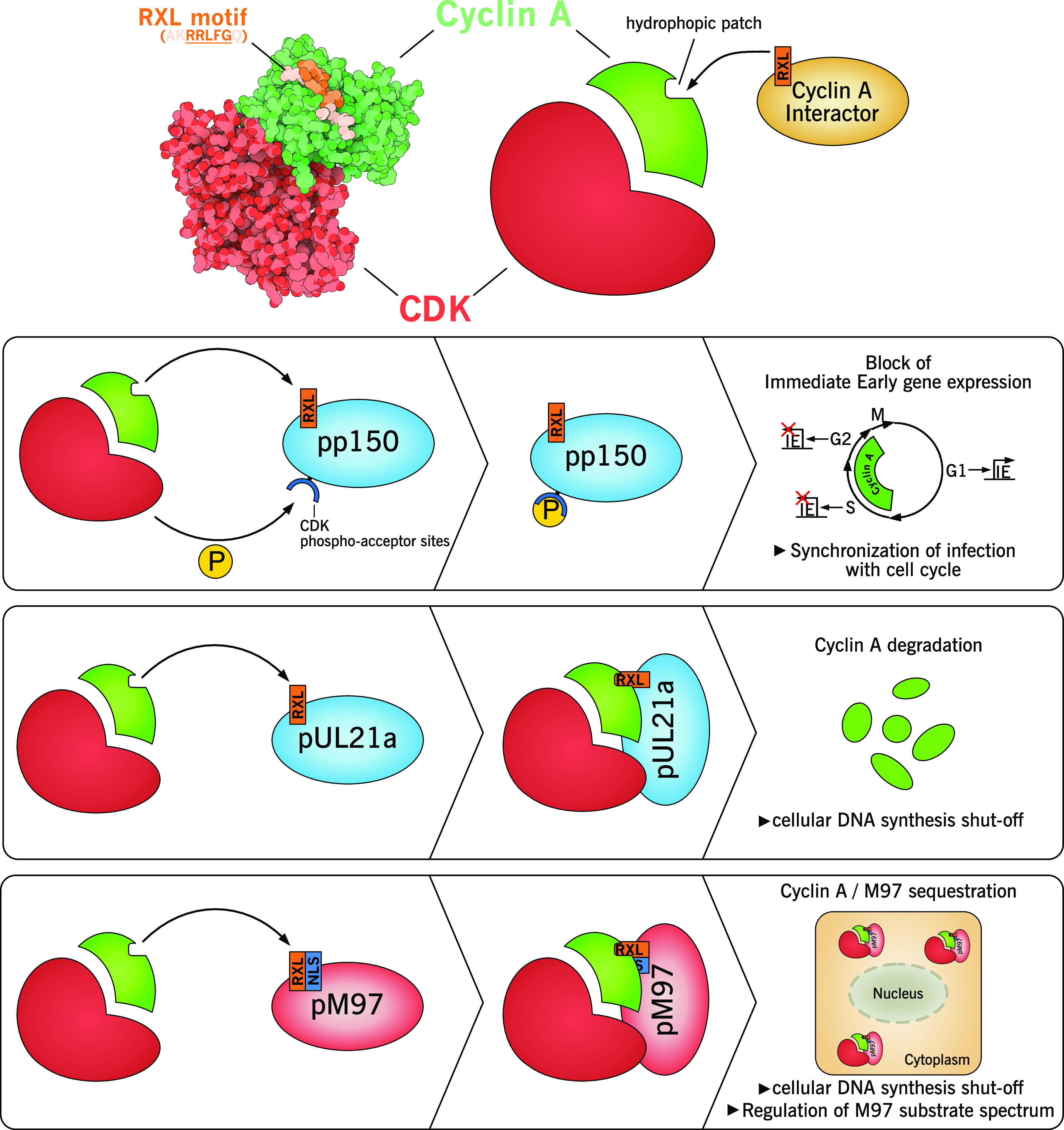 FIG 2