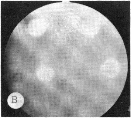 FIGURE 30 B