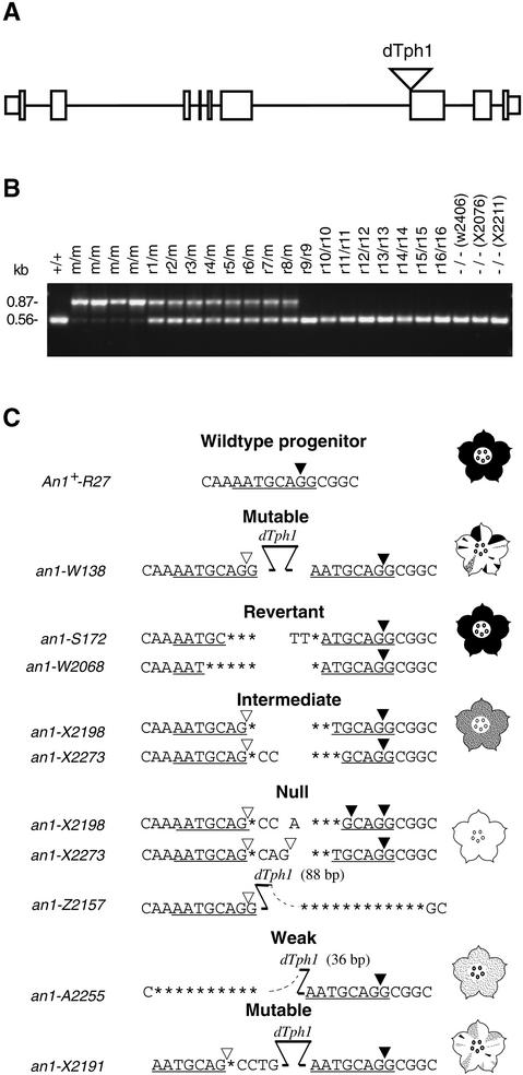 Figure 2.