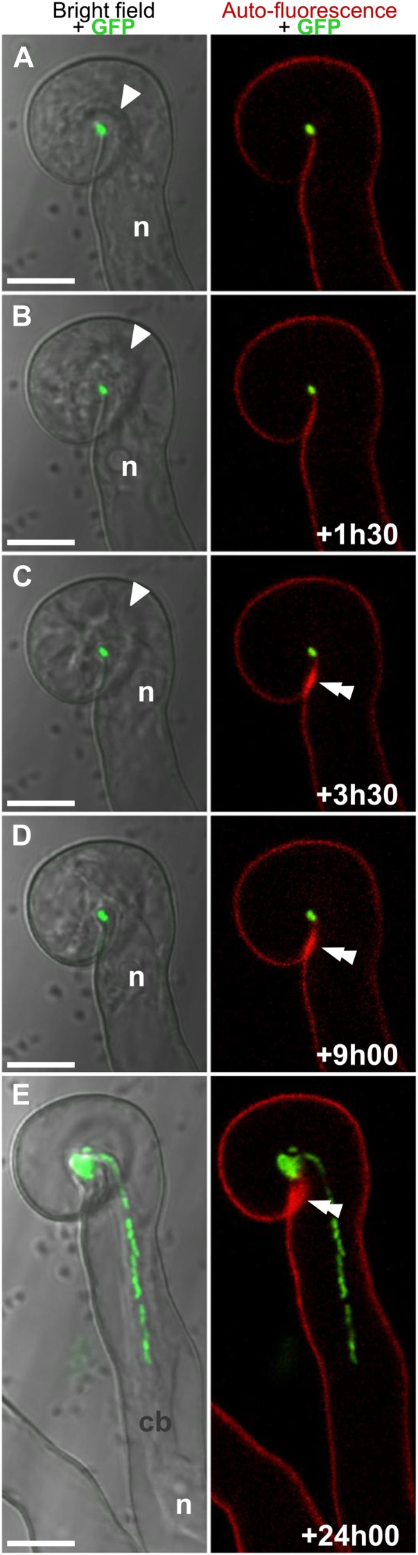 Figure 1.