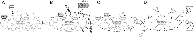 Fig. 10