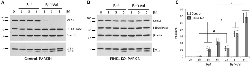 Fig. 6