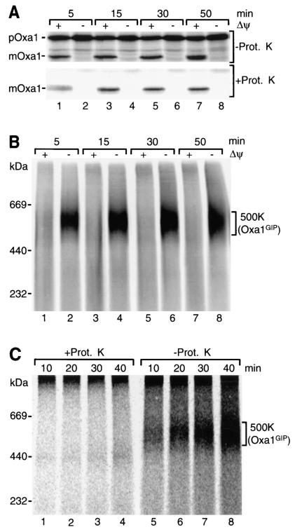 FIG. 1.