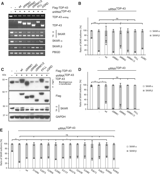 TDP-43 regulates global translational yield by splicing of exon ...