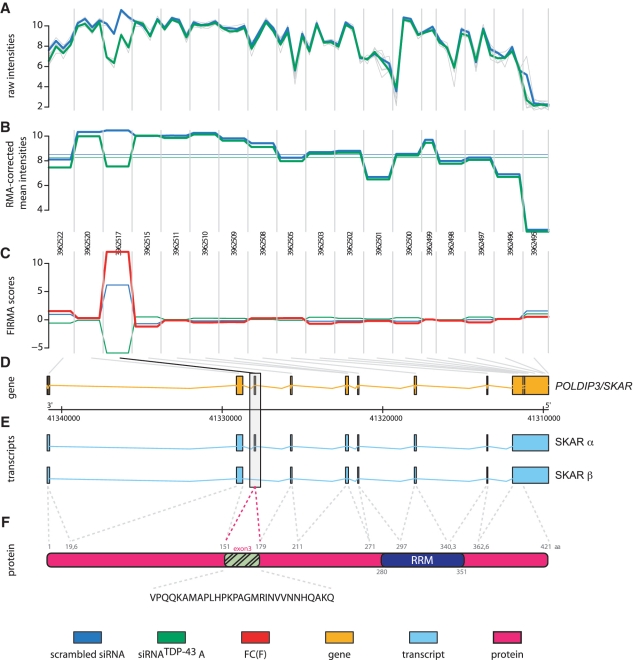 TDP-43 regulates global translational yield by splicing of exon ...